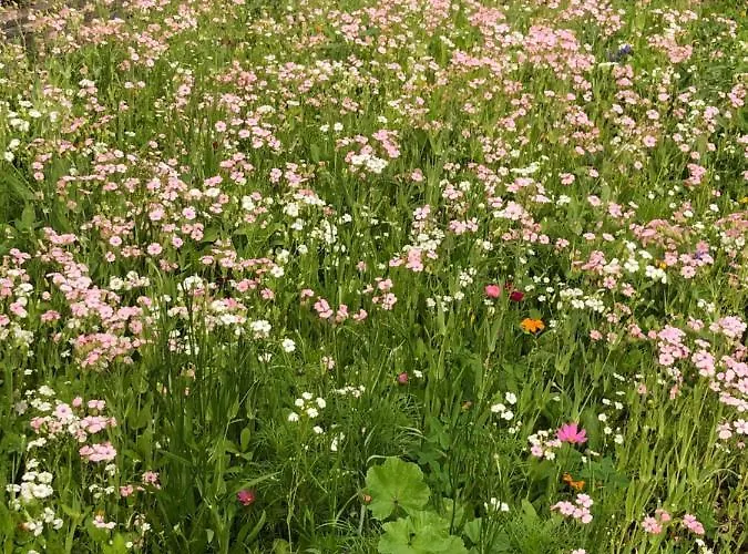 Isabelle Apartment *